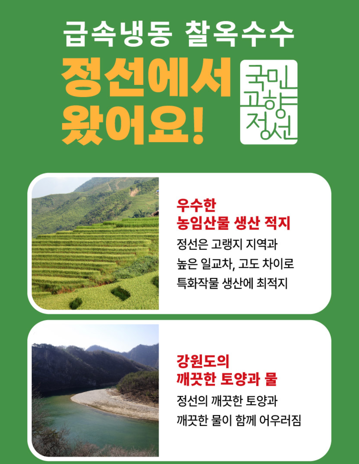 강원도 찰 옥수수